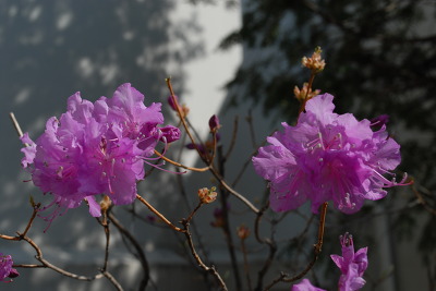 027EA9365170DE312FC428