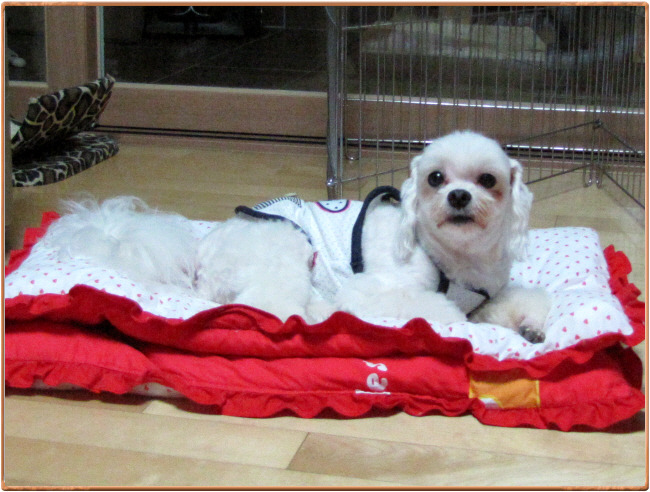 아나싸장댁에 칠복이가 오다~! ㅋ