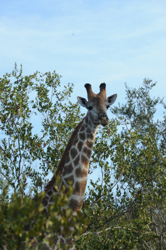 남아공 여행의 백미 '크루거 사파리' 