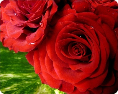 11206F1A4994289914B7A4