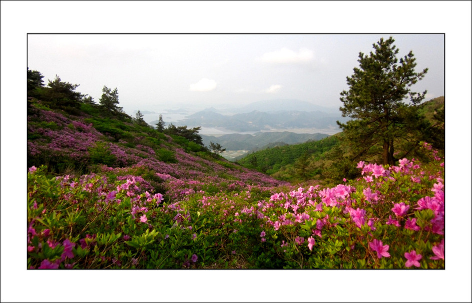 일림 이미지