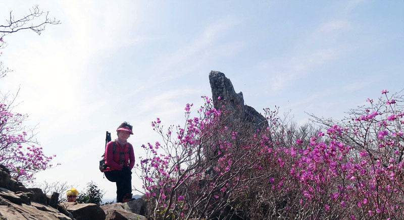 진달래의 최고봉 주작산
