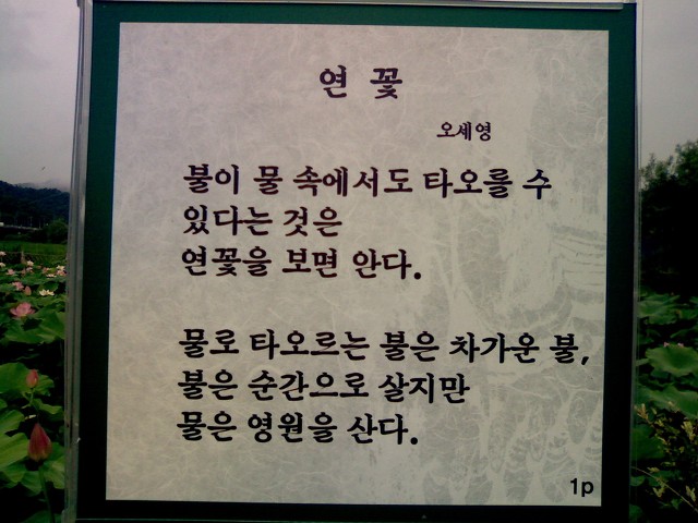 연꽃세상 이미지
