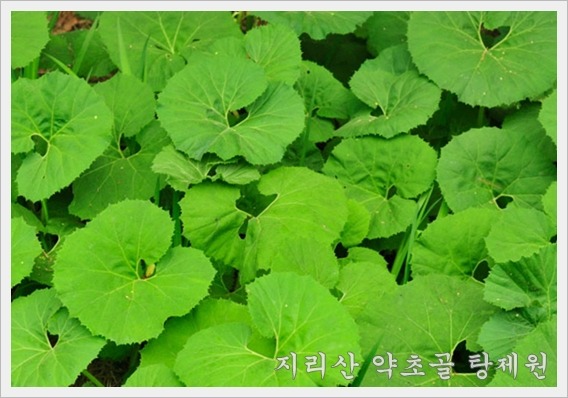 희망약초 이미지