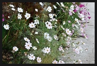 코스옆 불두화 꽃수레 산들국화 단풍/ 수업에서 연습 ,,,