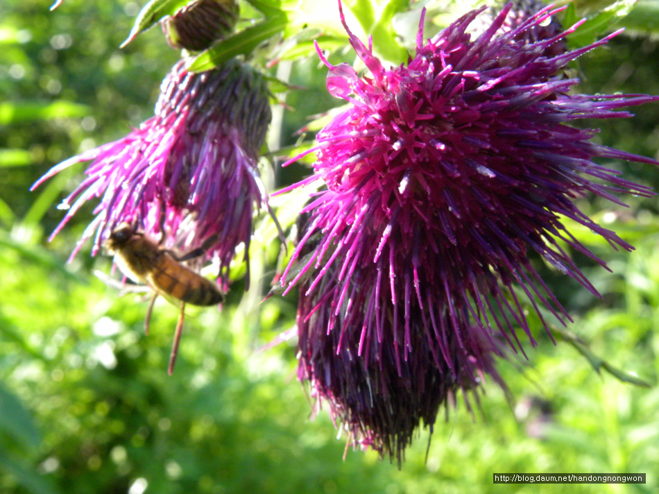 꿀의 오해와 진실, 이충작업