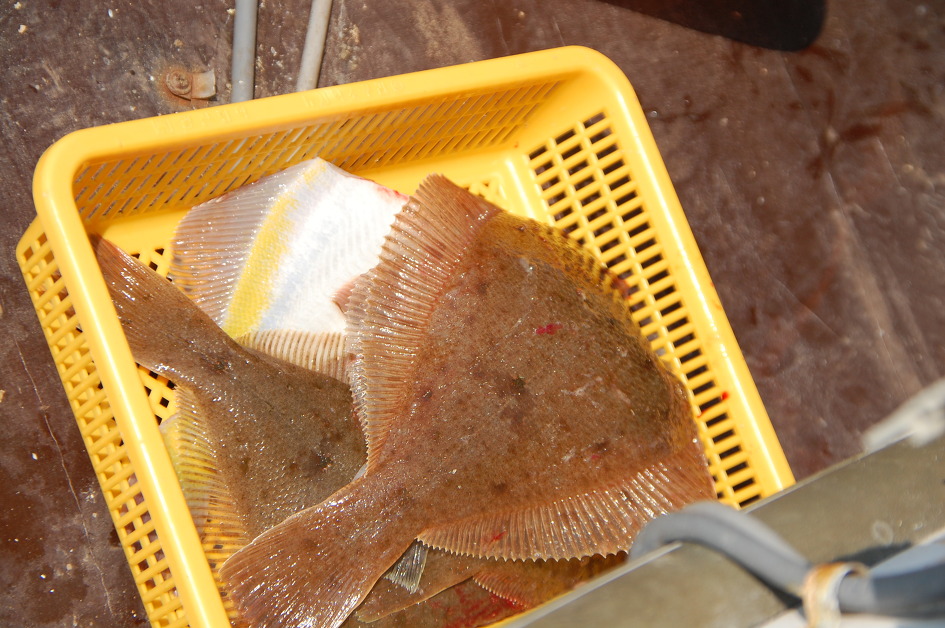 [강릉 바다낚시] 생전 처음 해본 바다 낚시에 눈먼 물고기 줄줄이... 