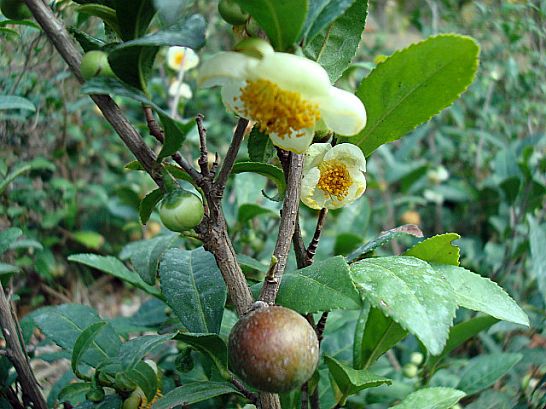 173DDD134B78D8900758CD