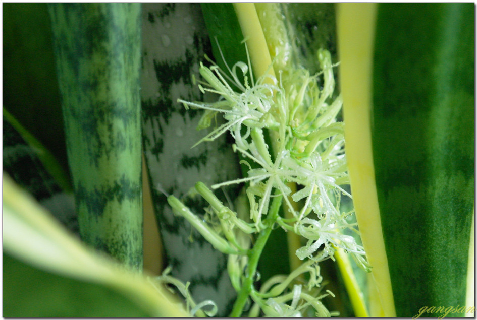 올해도 산세베리아꽃이 만발했다.
