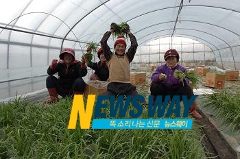 땅끝부추 이미지