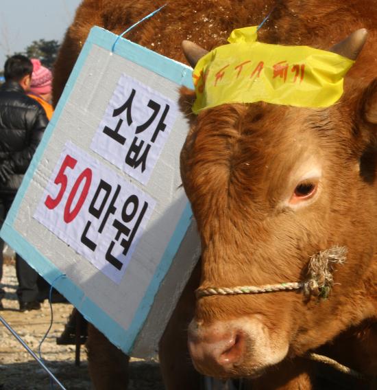 소한마리 이미지