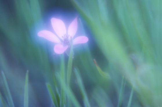 "어머니 향기따라" 어머니! 당신이 그립습니다.