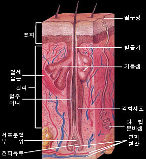 새로이피부 이미지