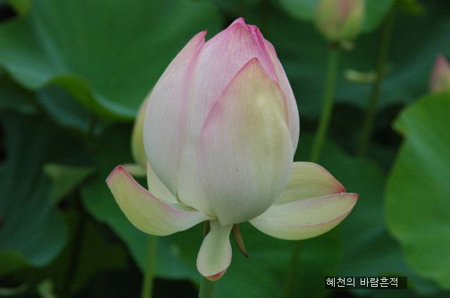 통큰산적 이미지