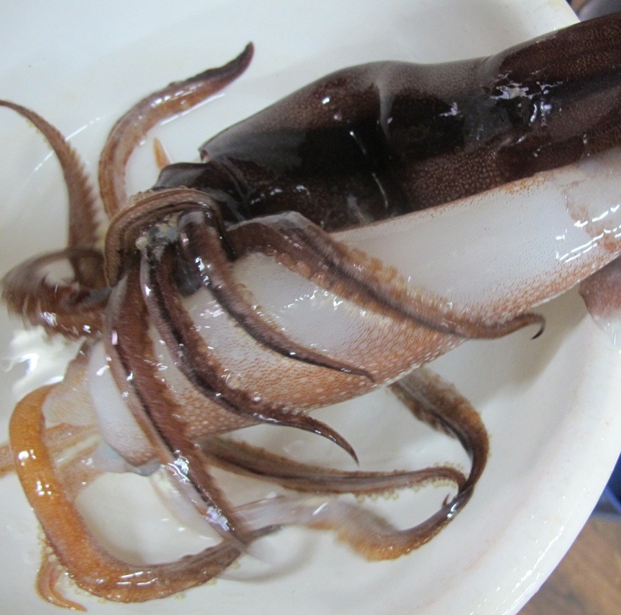 산오징어 이미지