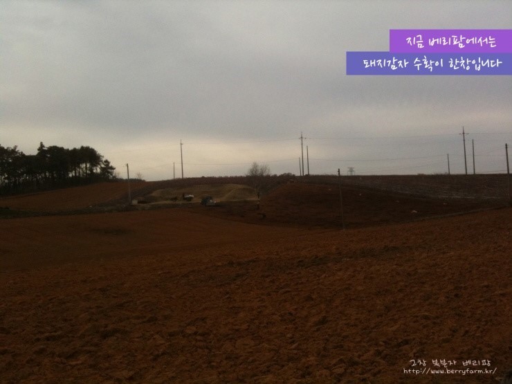 함께베리팜 이미지