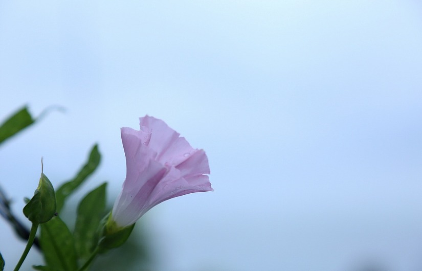 궁평항, 색소폰 Summer Festibal ...2017, 07, 15