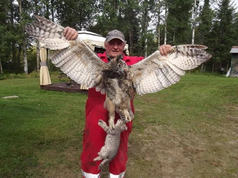 부엉이와 고양이의 감전사[Great Horned Owl caught the cat takeoff Both animals were
