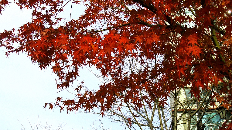 214171445467271C2C2A2D