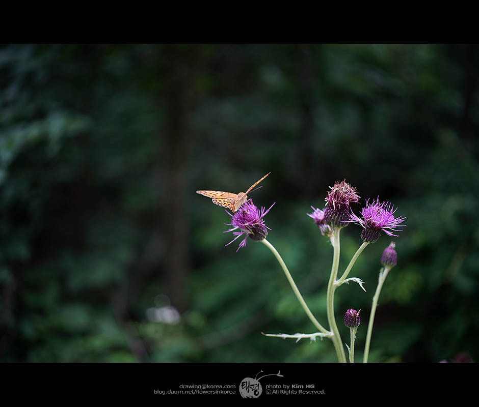 표범나비와 엉겅퀴