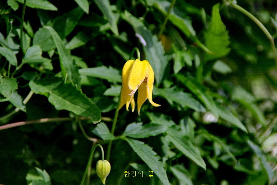 노란 종덩굴