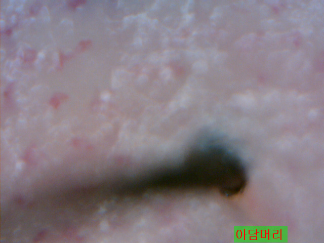 정품 헤나염색 구입 정보 ,   아담머리정보