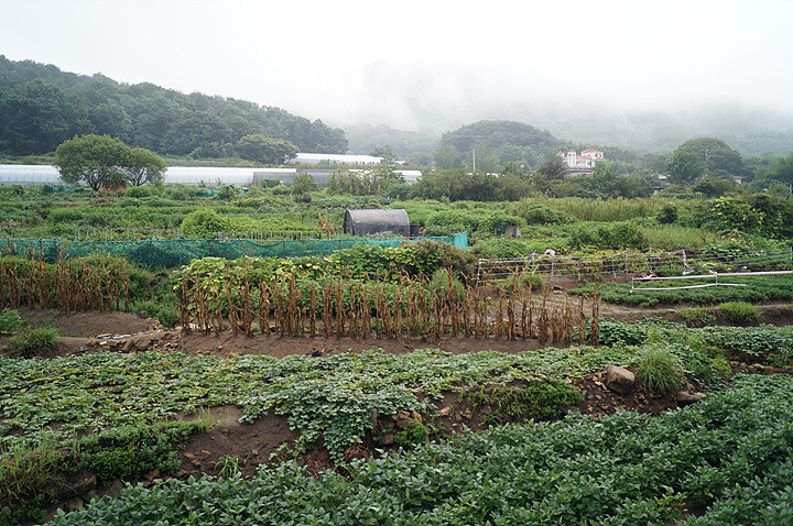 부산농원 이미지