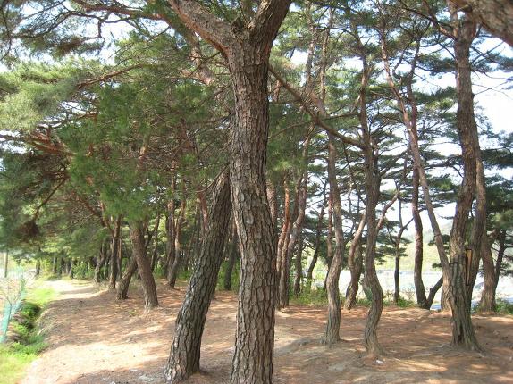 팔공산 올레 1길에서 인봉 노적봉 관봉을 걷다