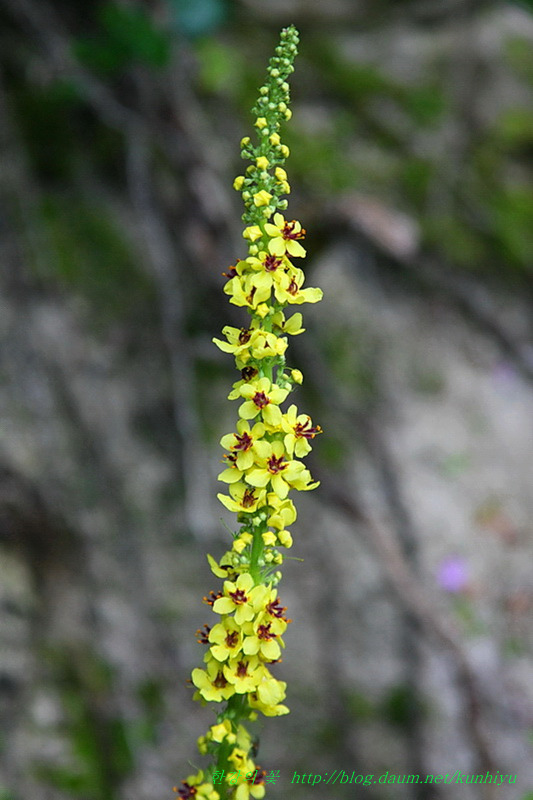 버바스쿰 니그룸-한강의 꽃