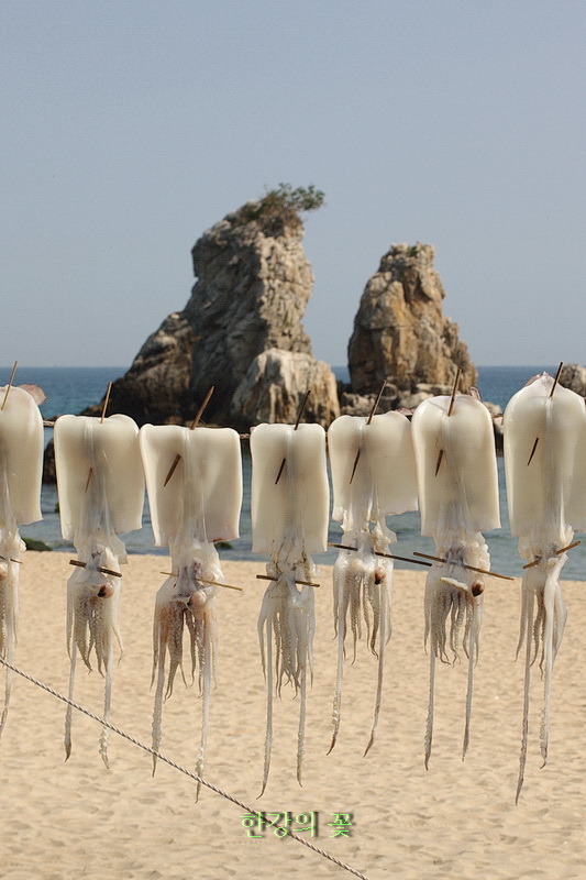 건어물-동해안