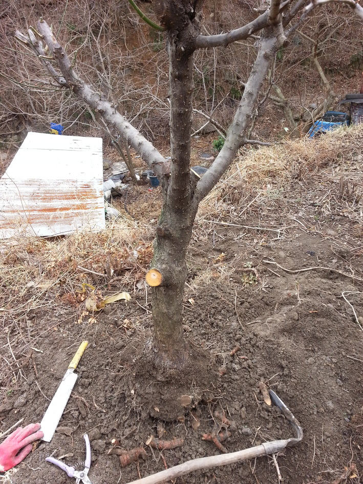 매실나무 고향으로 시집가다!~~~