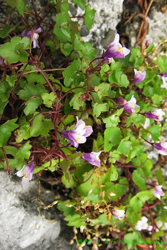 몽트뢰 꽃길(2)-한강의 꽃