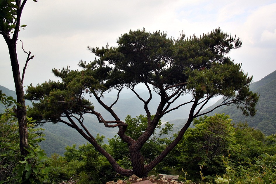 자굴산치유수목원 이미지
