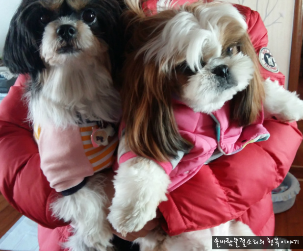 하늘이의 남자친구 짱아