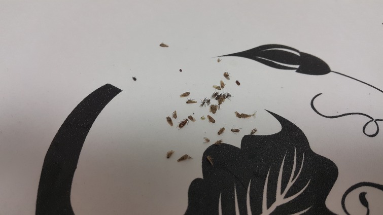 2551744959636829230544