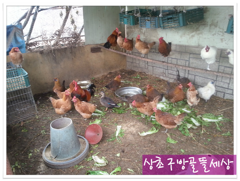 아온 이미지