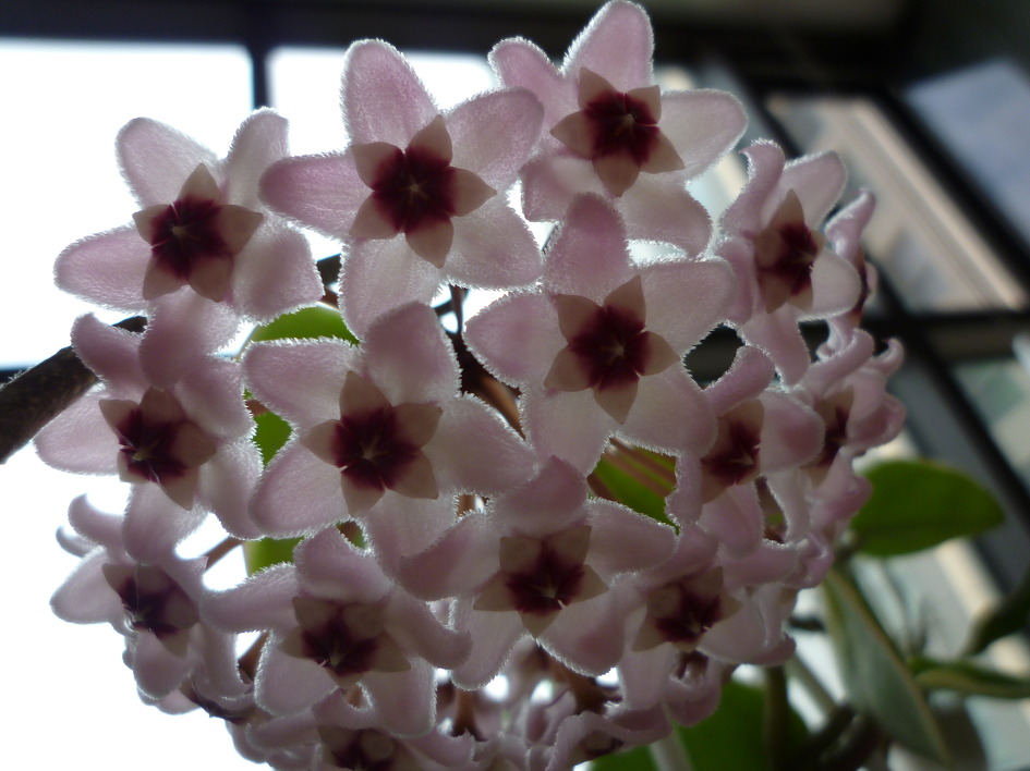 2014년 7월 8일,9일,호야꽃 