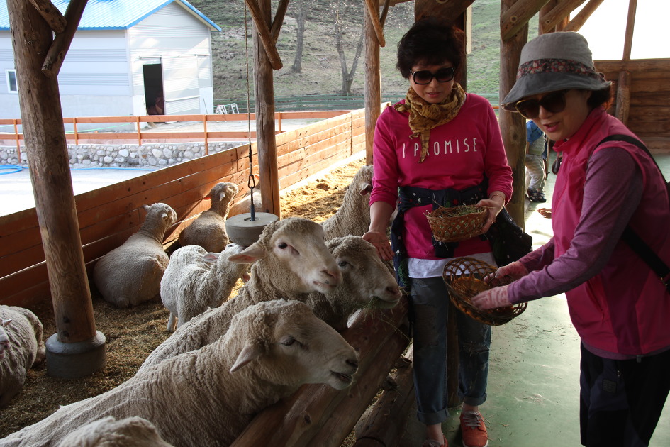 대관령 양떼목장, 대관령옛길 등~!