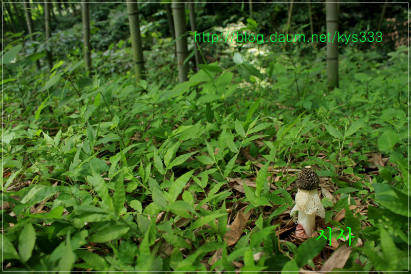 흰망태버섯...2014년 7월.