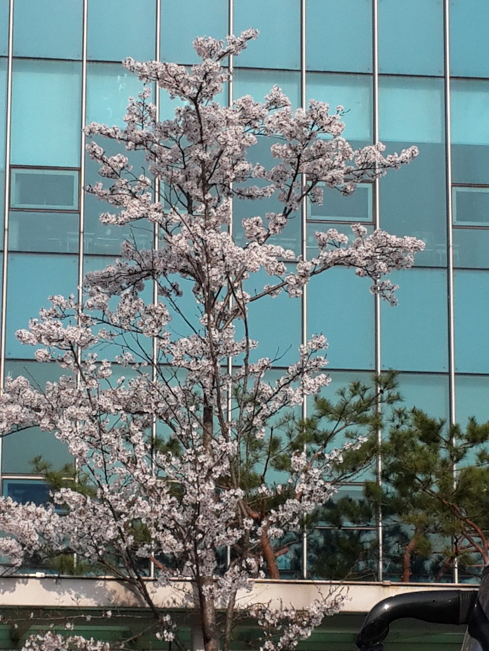 꽃 그리고 복
