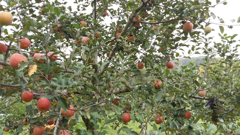 수확전 과원