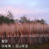 꽃이름 찾기