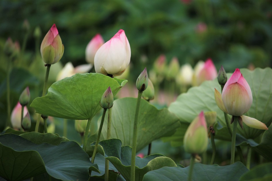 여름비가 내릴것 같나요,그럼 바로 연꽃밭, 시흥시(관곡지) 연꽃테마파크
