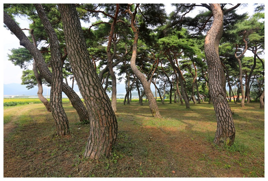 초가을에 찾아간 임한리 솔밭