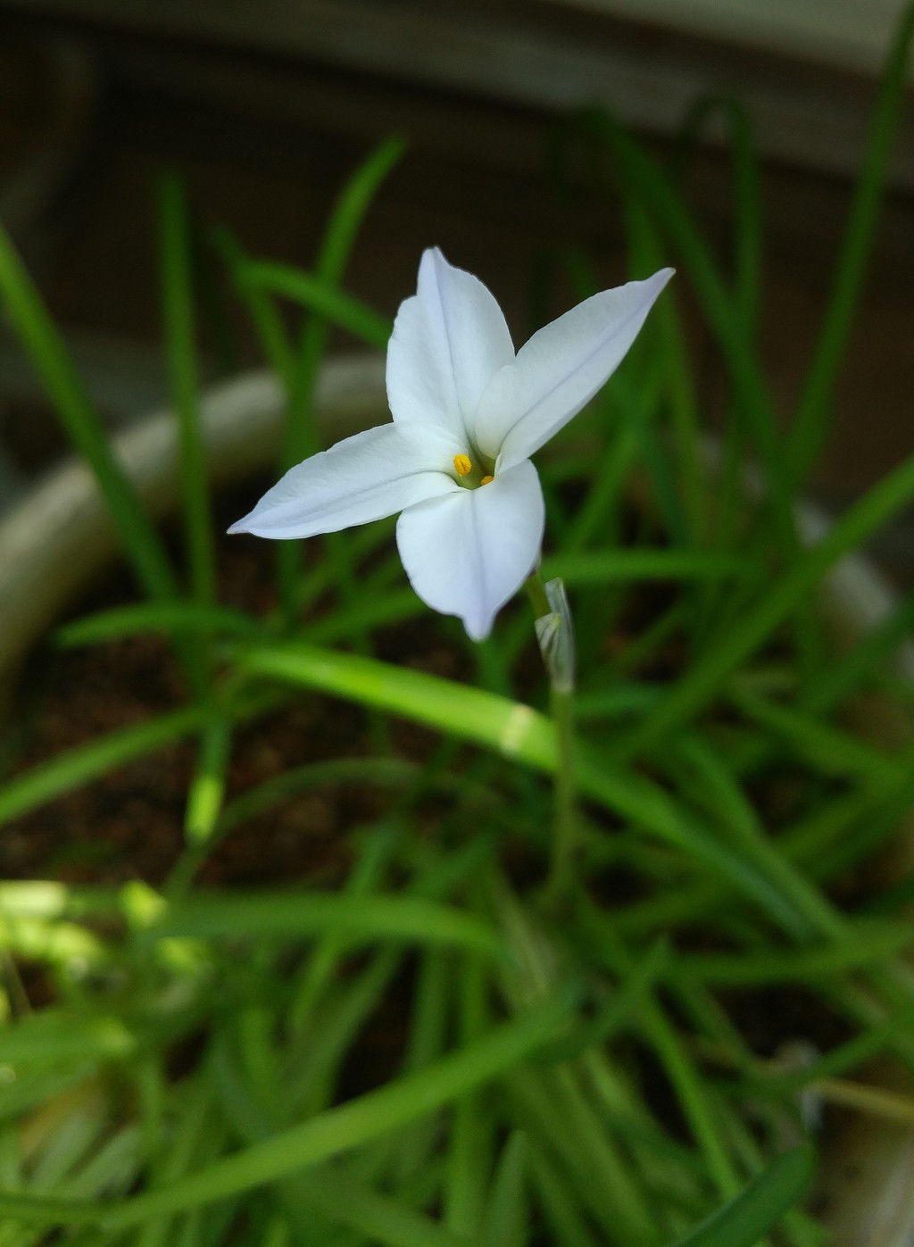 이른 봄의 발코니 화원 (2019.3.1)