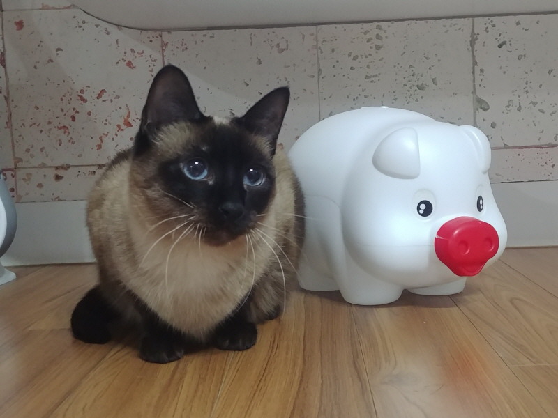엉망이는 종량제냥이입니다.
