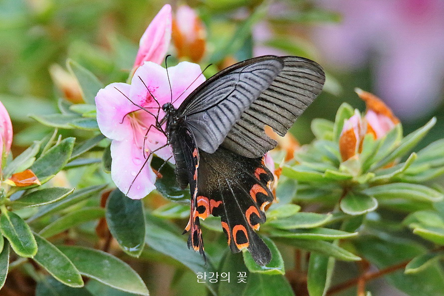 남방제비나비