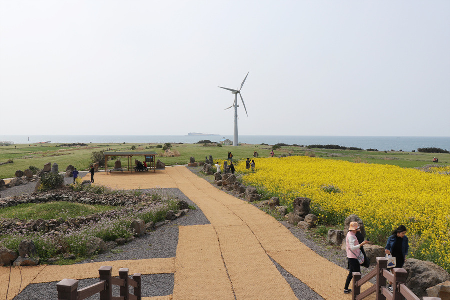 [제주 여행] 섬 전체가 청보리 물결로 가득합니다. ~ 가파도 청보리축제