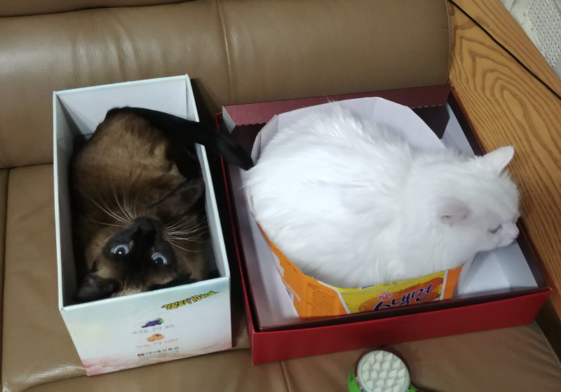 엉망이는 종량제냥이입니다.