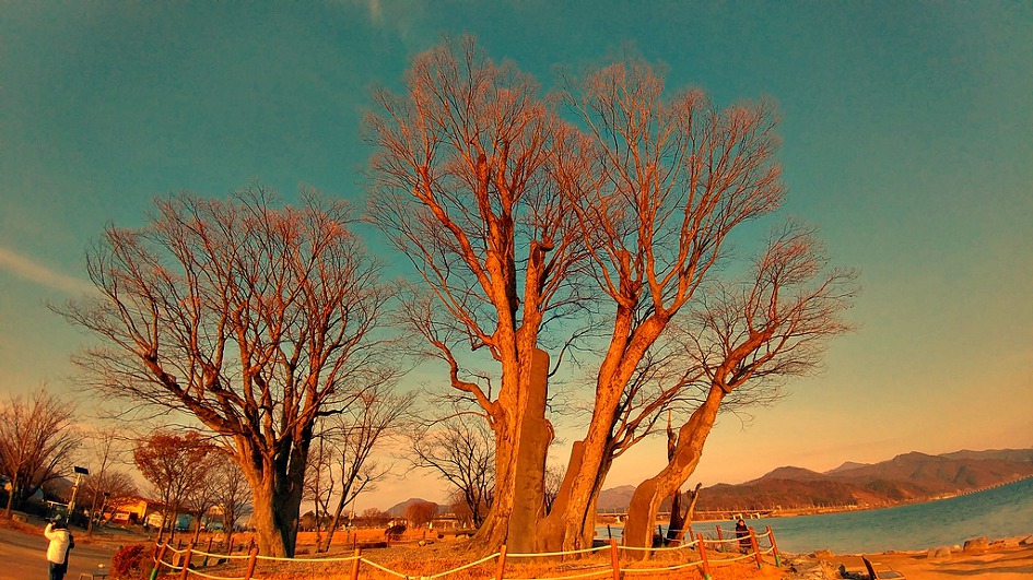 지나는 길 꼭 들려가야만 한다는 양수리 두물머리
